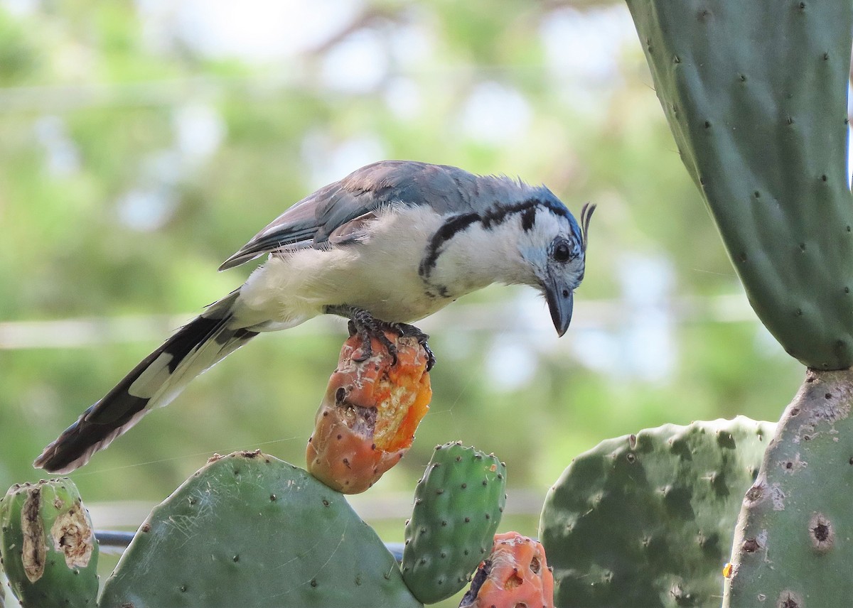 White-throated Magpie-Jay - ML469749511