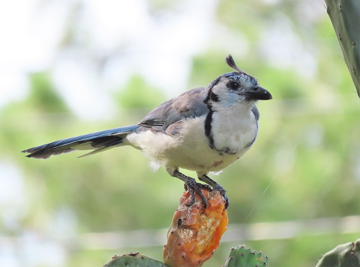 White-throated Magpie-Jay - ML469749541
