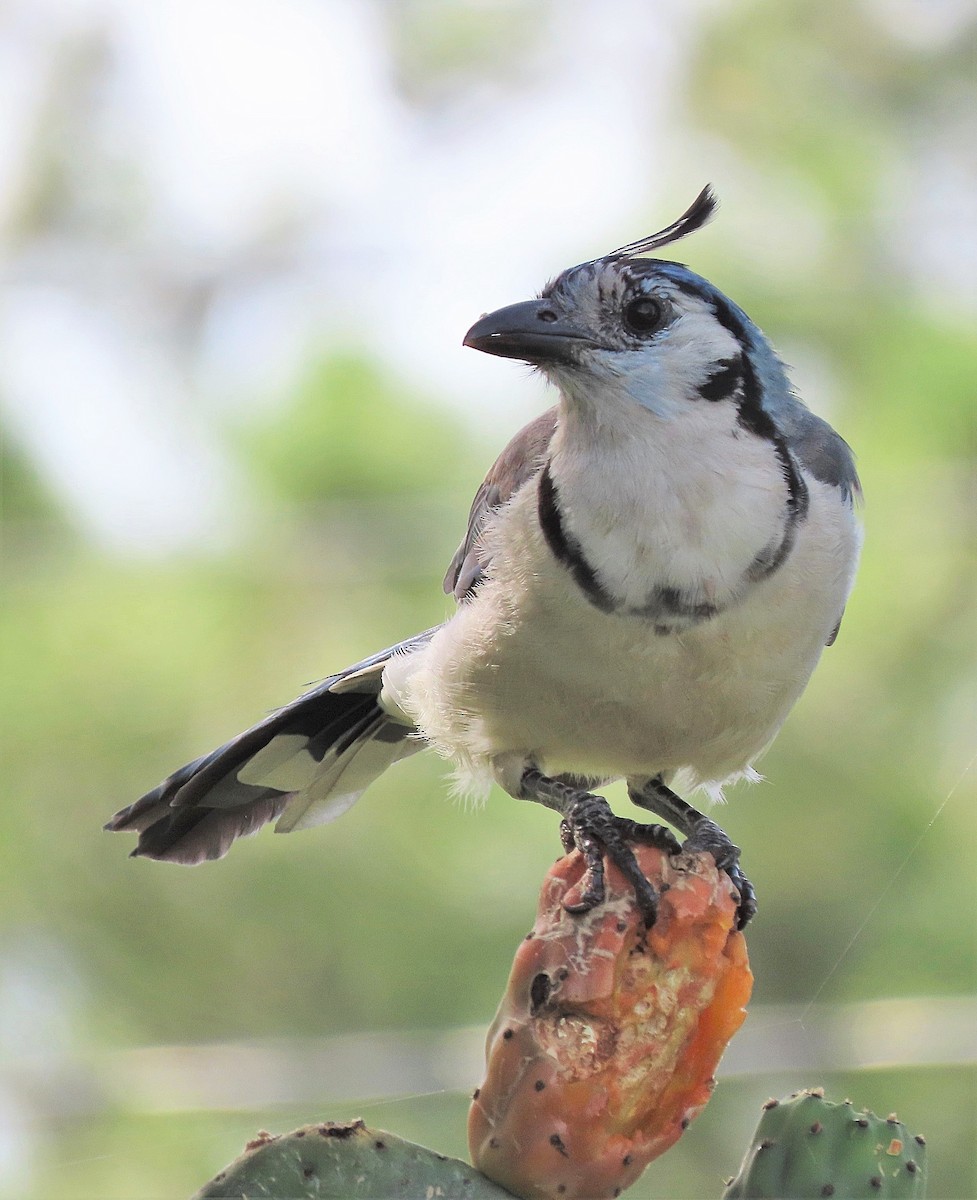 White-throated Magpie-Jay - ML469749551
