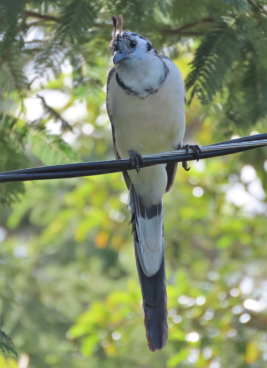 White-throated Magpie-Jay - ML469749621