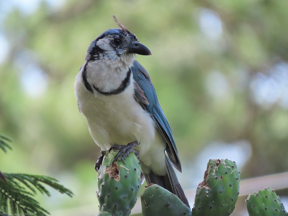 White-throated Magpie-Jay - ML469749641