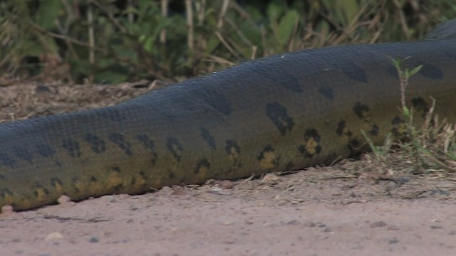 Green Anaconda - ML469750