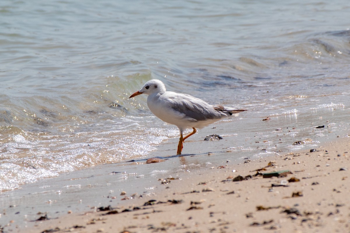 Slender-billed Gull - Shane Sherwood