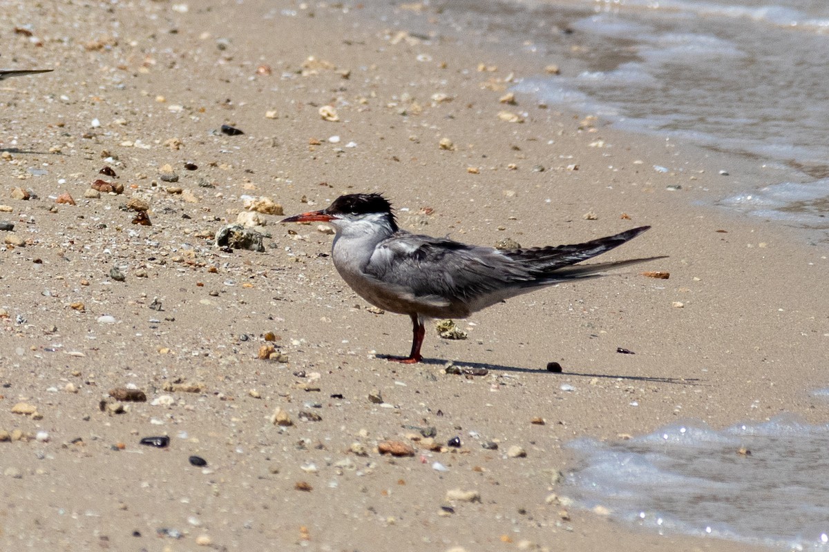 White-cheeked Tern - Shane Sherwood