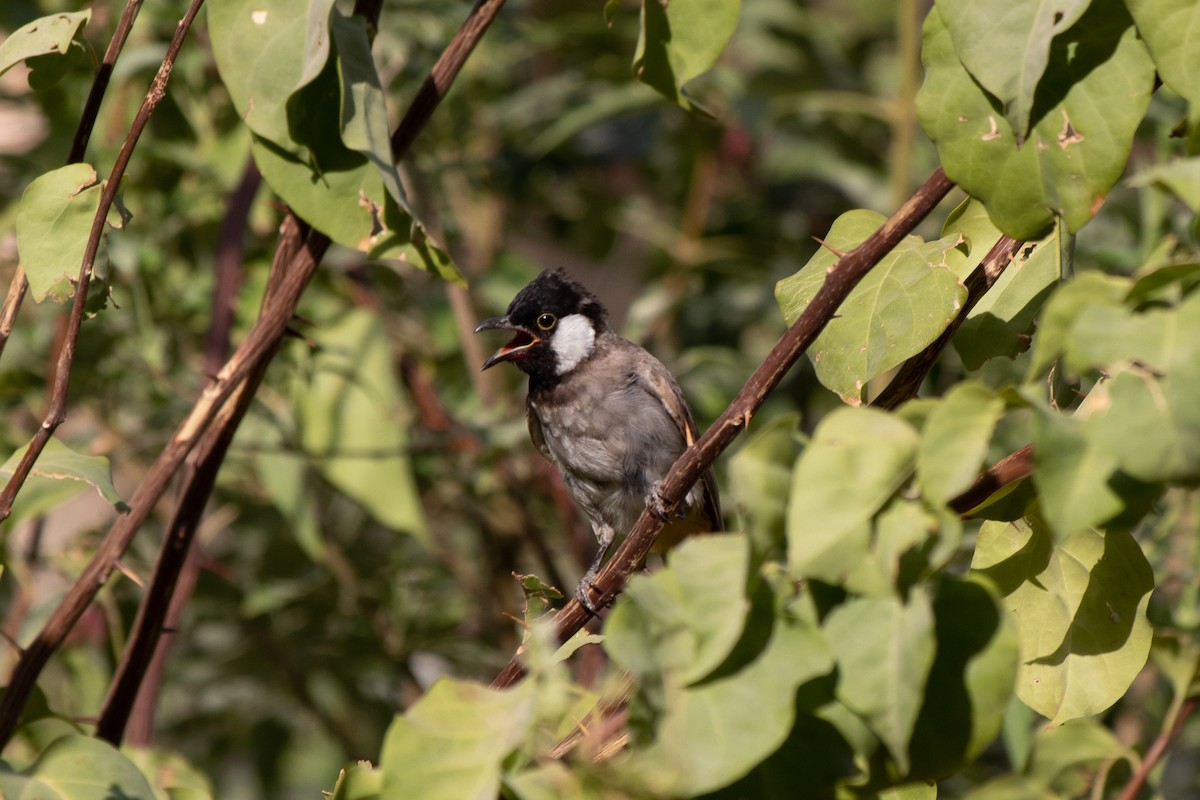 White-eared Bulbul - ML469750521