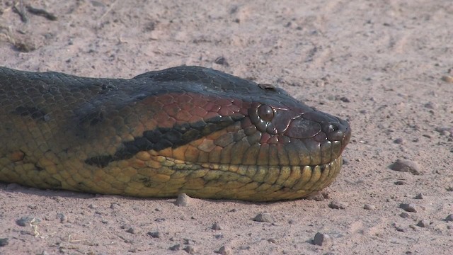 Green Anaconda - ML469751