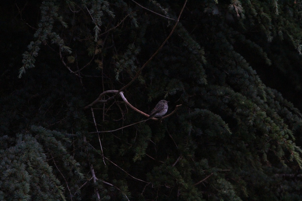 Spotted Flycatcher - ML469751071