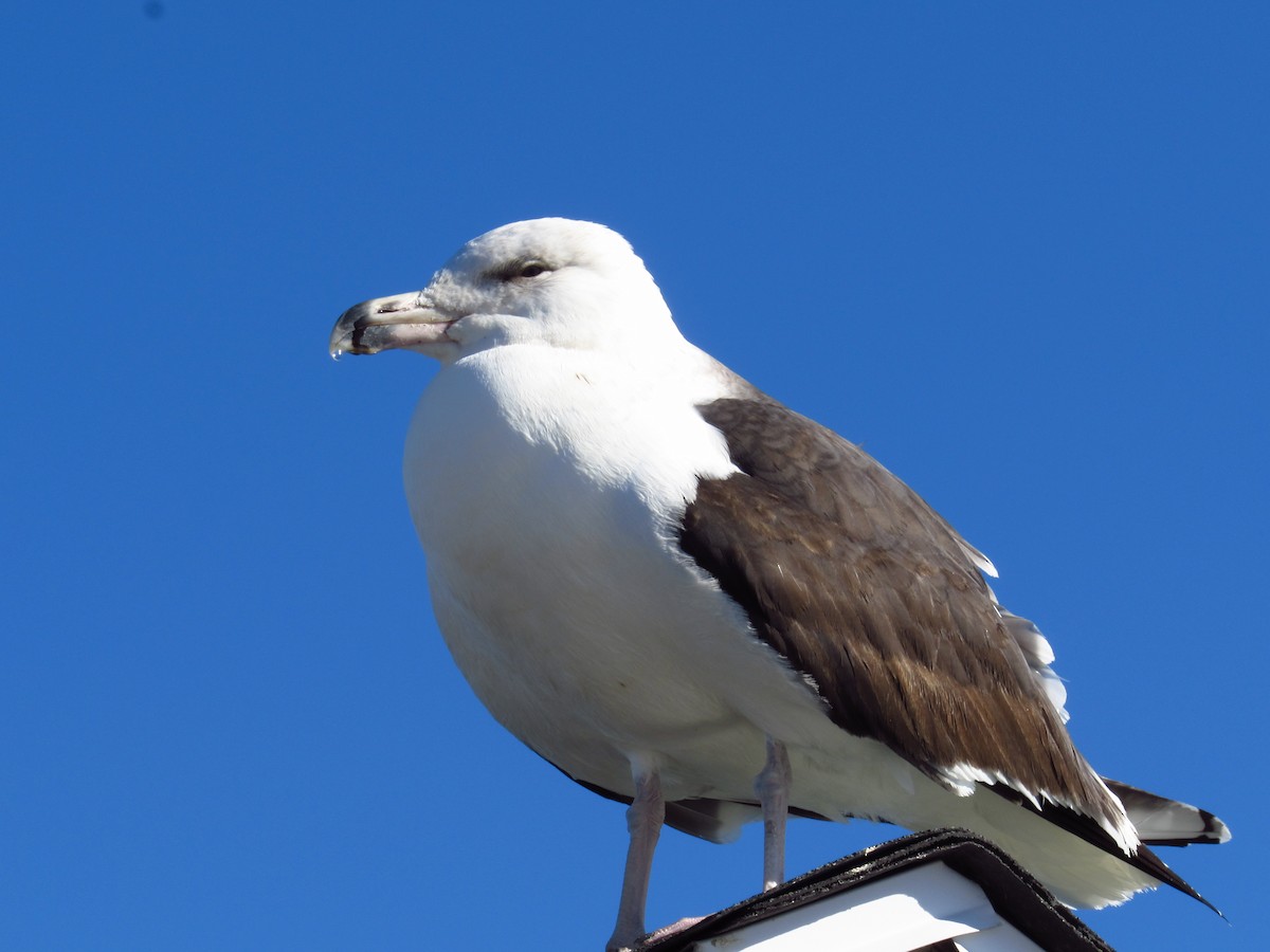 Great Black-backed Gull - ML46975171