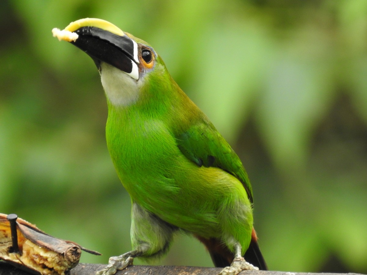 Southern Emerald-Toucanet (Gray-throated) - ML469752271