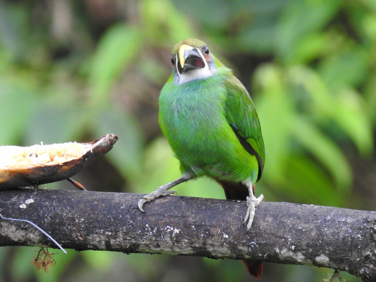 Southern Emerald-Toucanet (Gray-throated) - ML469752281