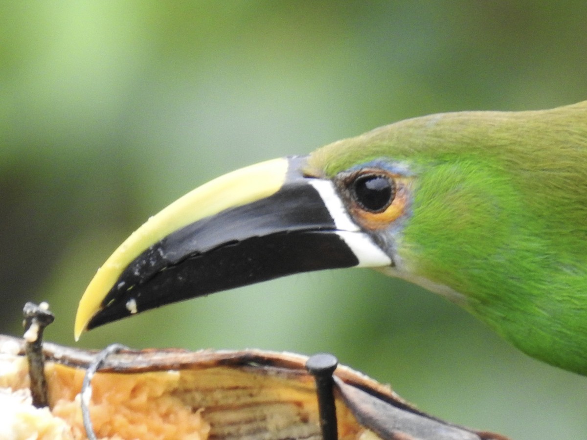 Southern Emerald-Toucanet (Gray-throated) - ML469752301