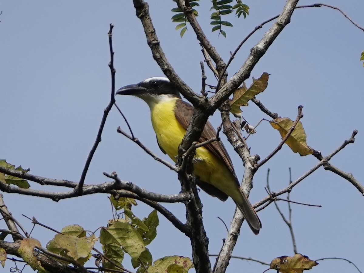 Boat-billed Flycatcher (South American) - Barry Reed