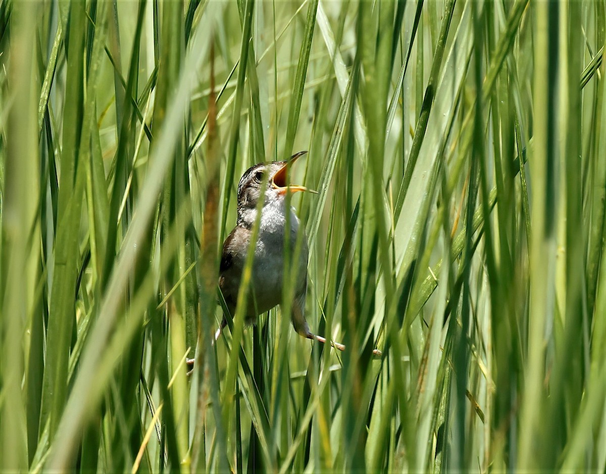 Marsh Wren - ML469752881