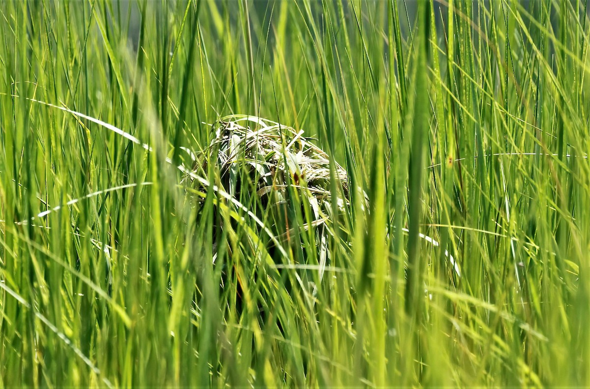 Marsh Wren - ML469752911