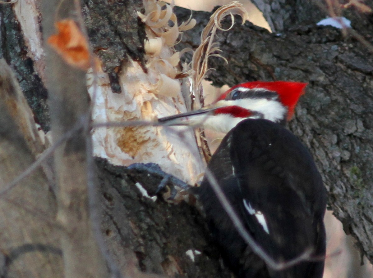 Pileated Woodpecker - ML46975321