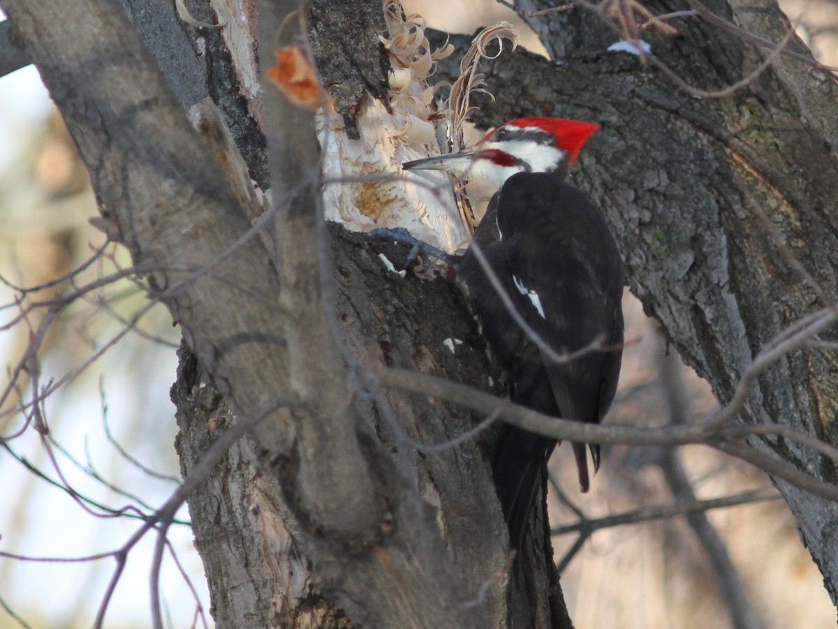 Pileated Woodpecker - ML46975331