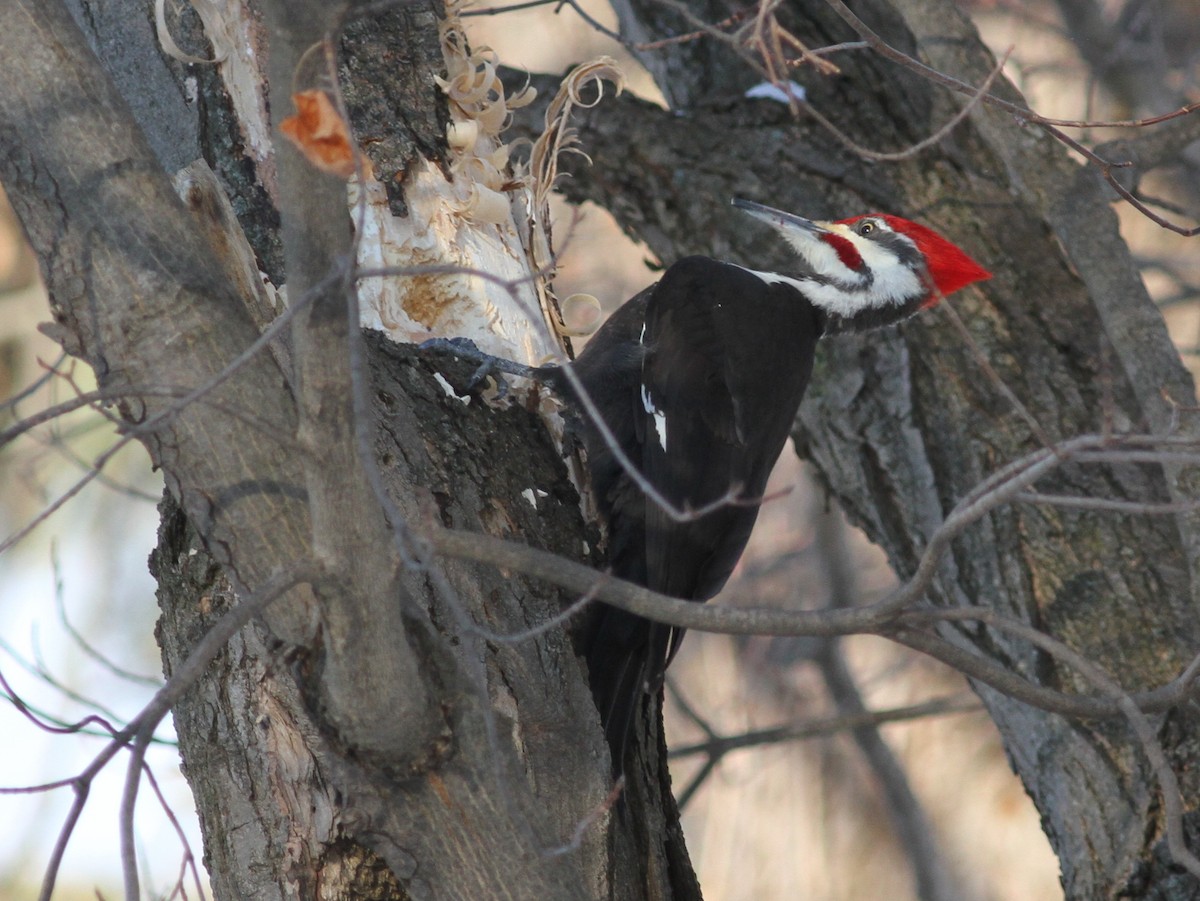 Pileated Woodpecker - ML46975341