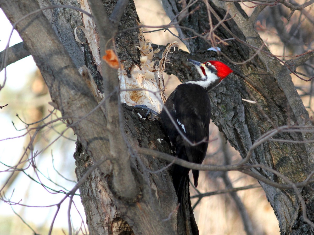 Pileated Woodpecker - ML46975361