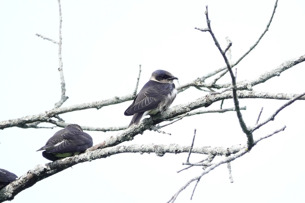 Purple Martin - ML469753731