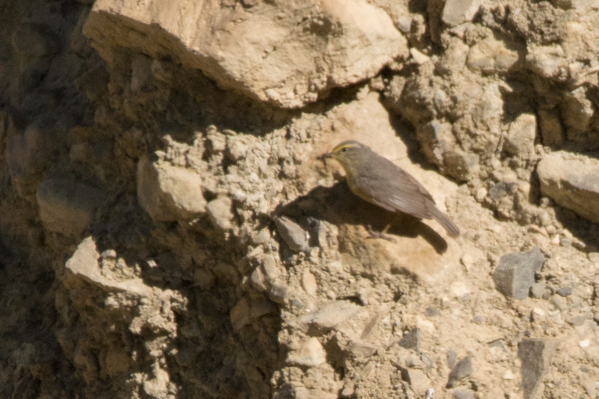 Sulphur-bellied Warbler - ML469754391