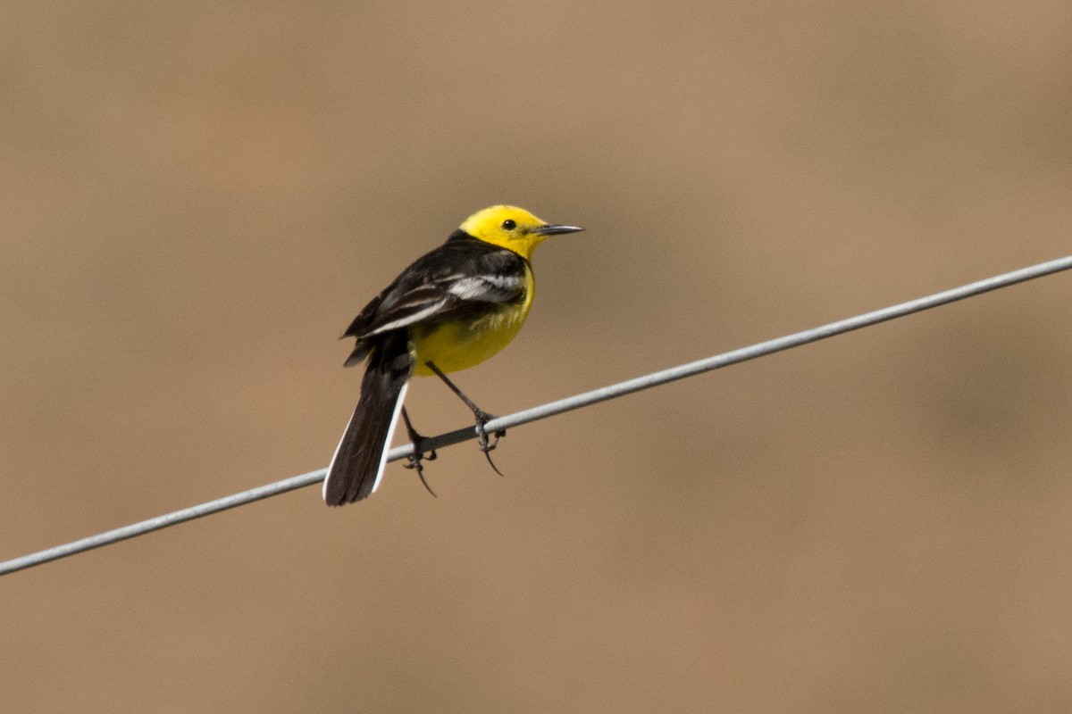 Citrine Wagtail - ML469754531