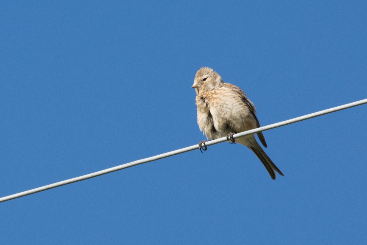 Twite - Aniketa Kabir