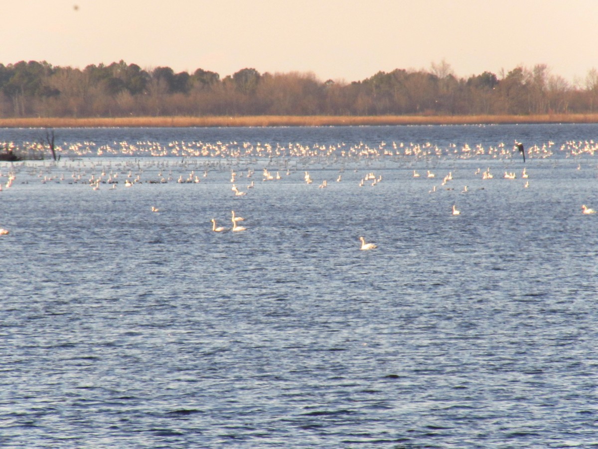 Tundra Swan - ML46975461