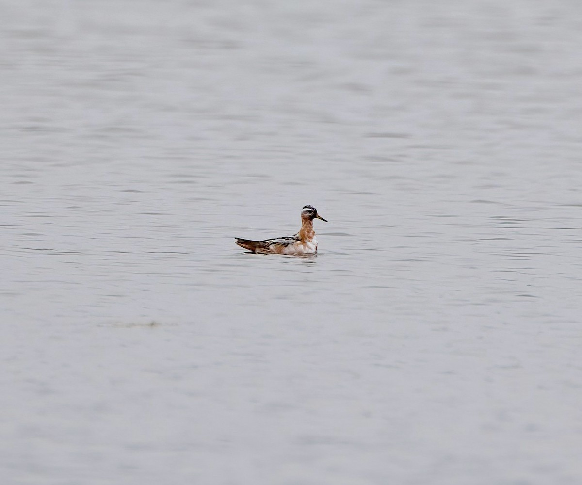 Red Phalarope - ML469755711