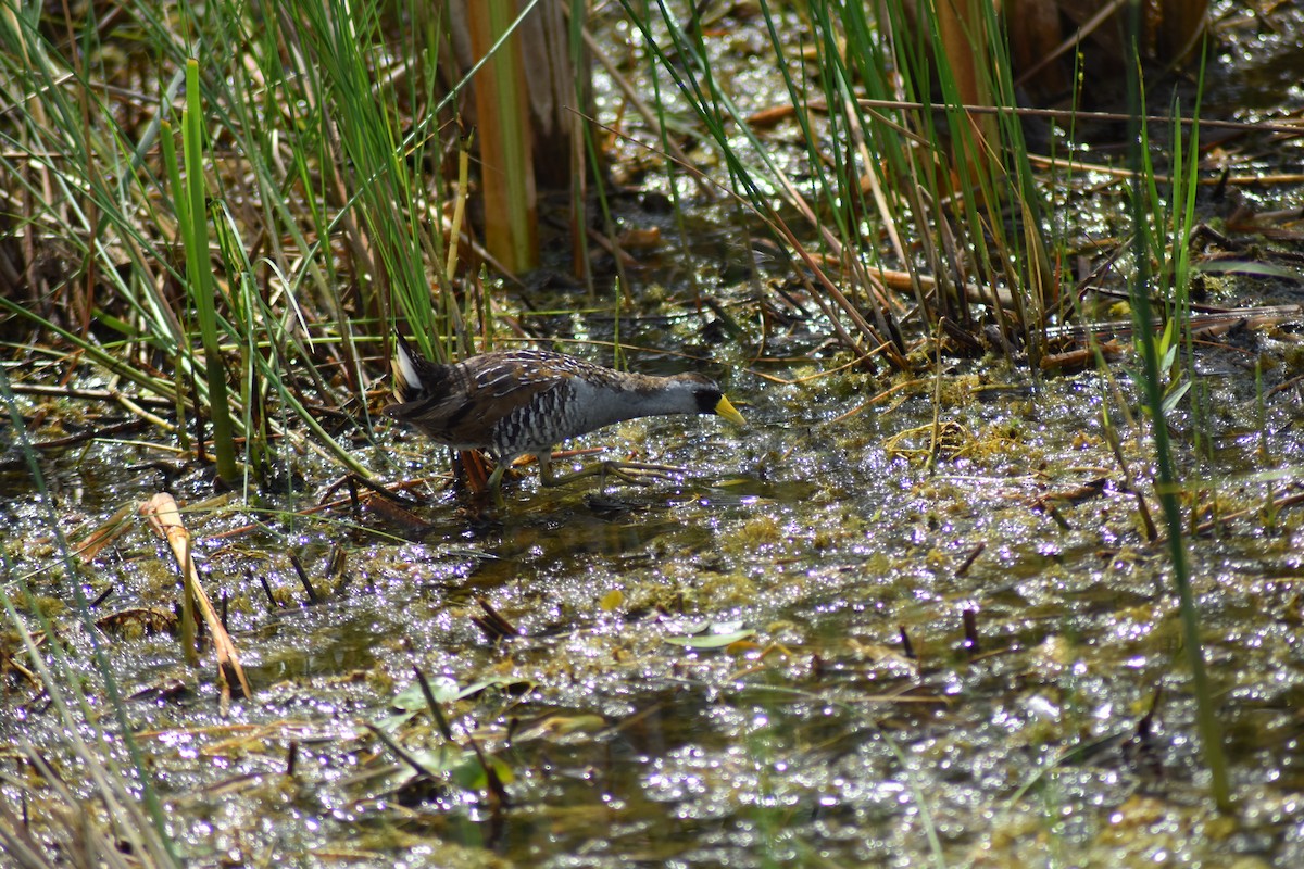 Polluela Sora - ML469755801