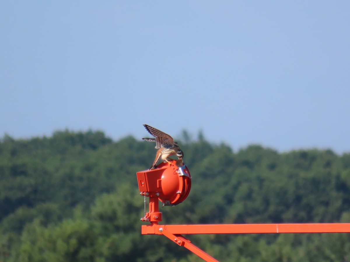 American Kestrel - ML469755871