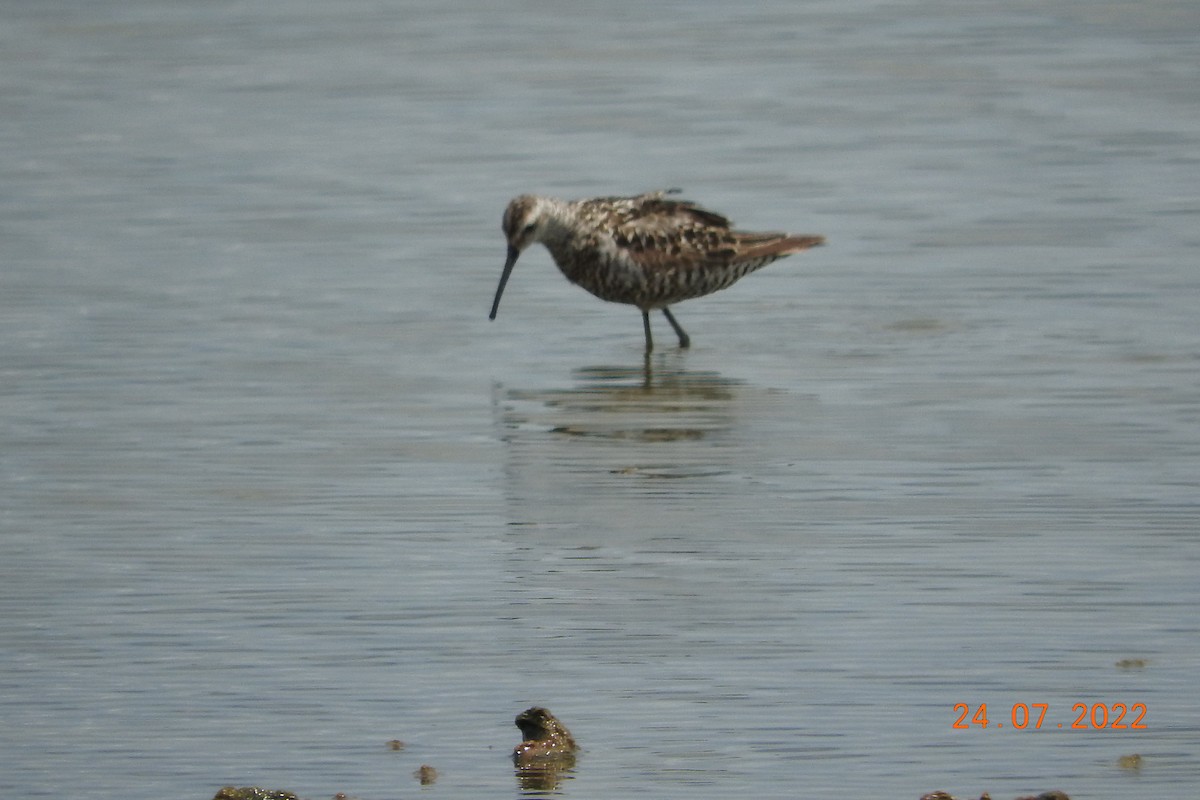 Stilt Sandpiper - ML469756121