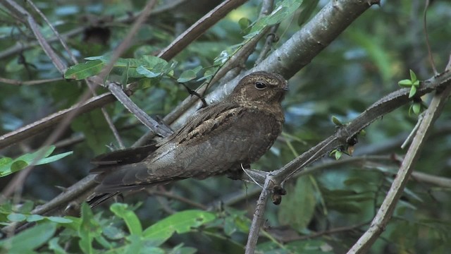 Band-tailed Nighthawk - ML469757