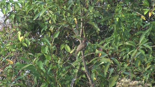 Dwarf Cuckoo - ML469759