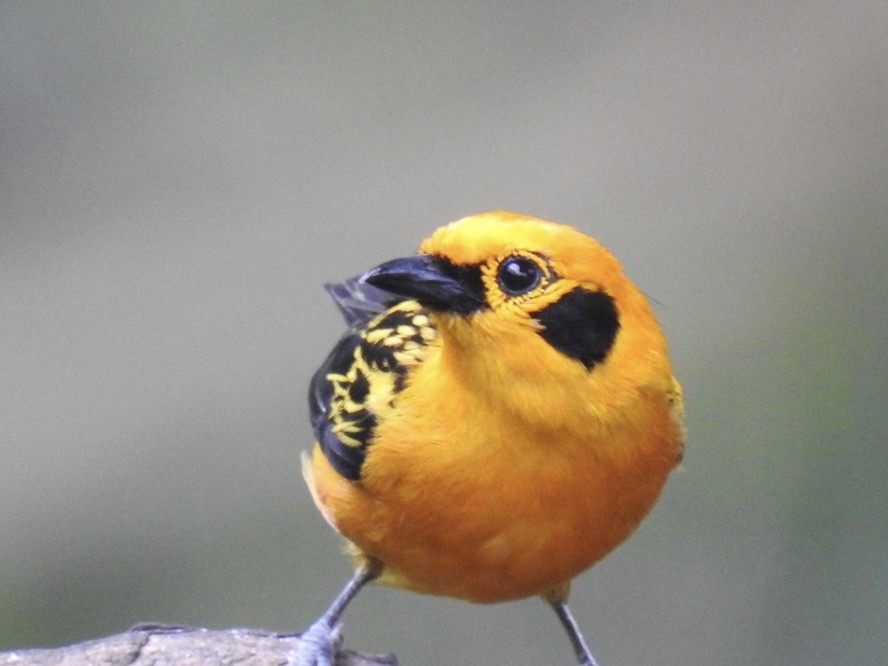 Golden Tanager - ML469759581