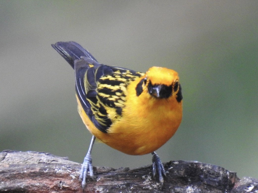 Golden Tanager - ML469759591