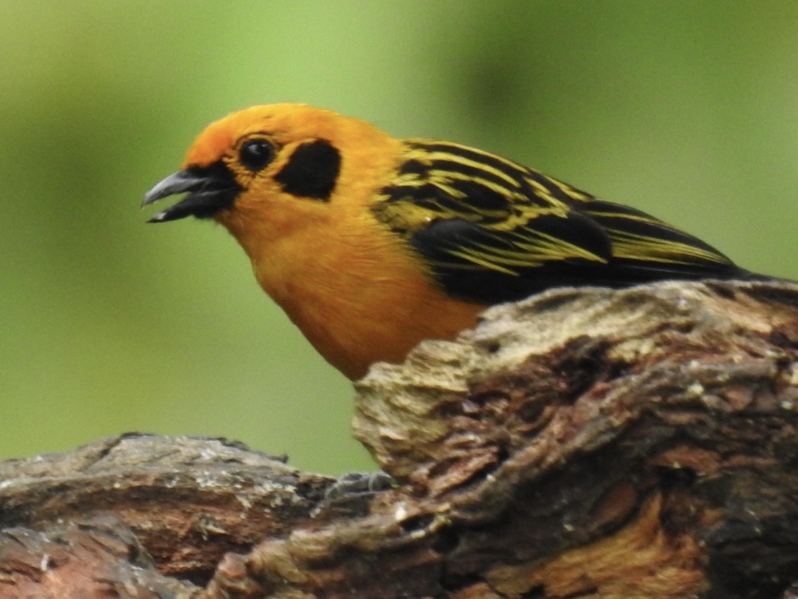 Golden Tanager - ML469759601