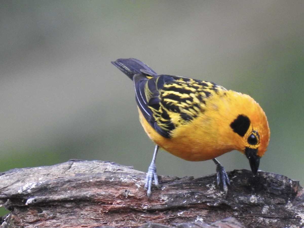 Golden Tanager - ML469759611