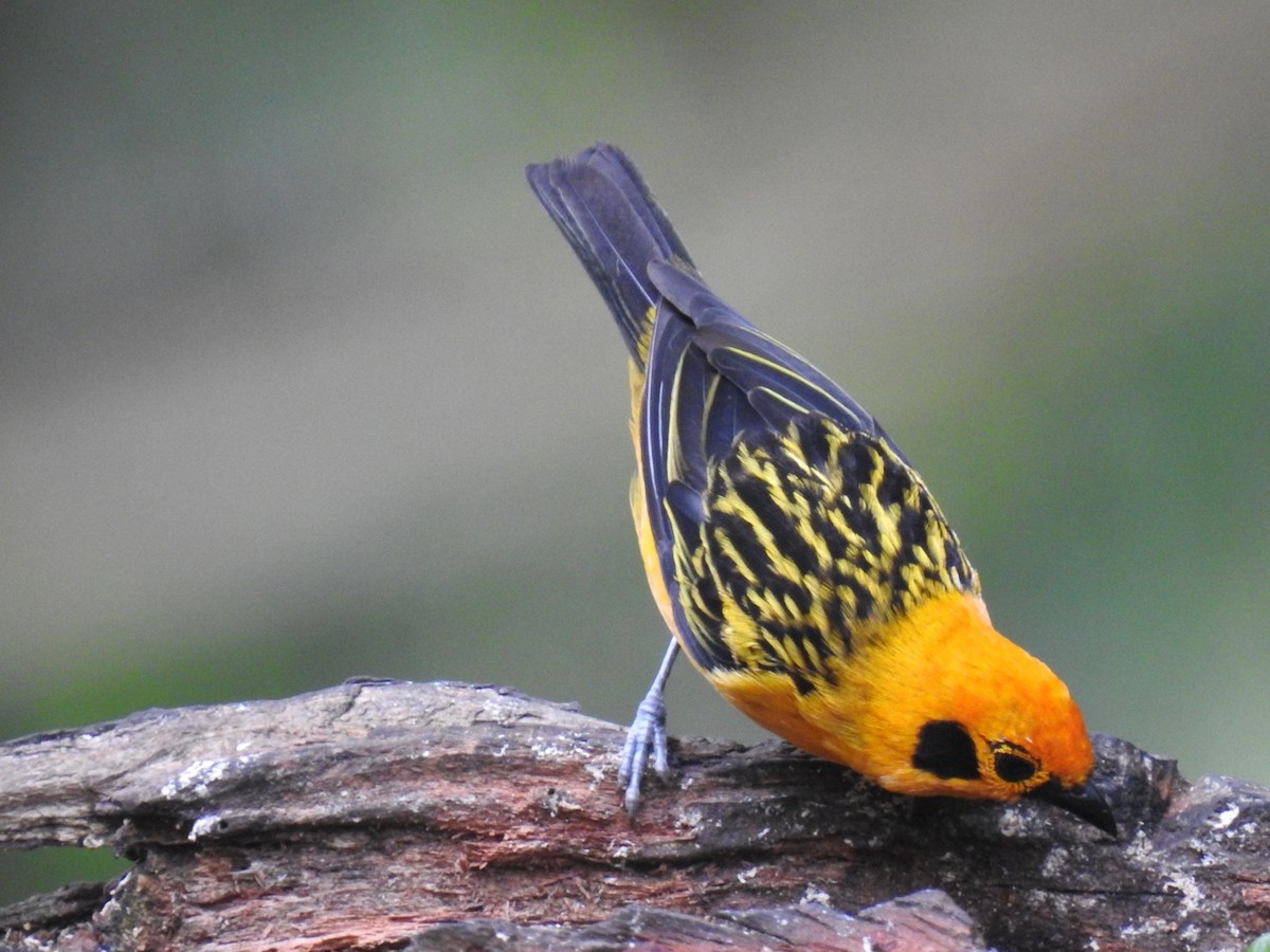 Golden Tanager - ML469759621