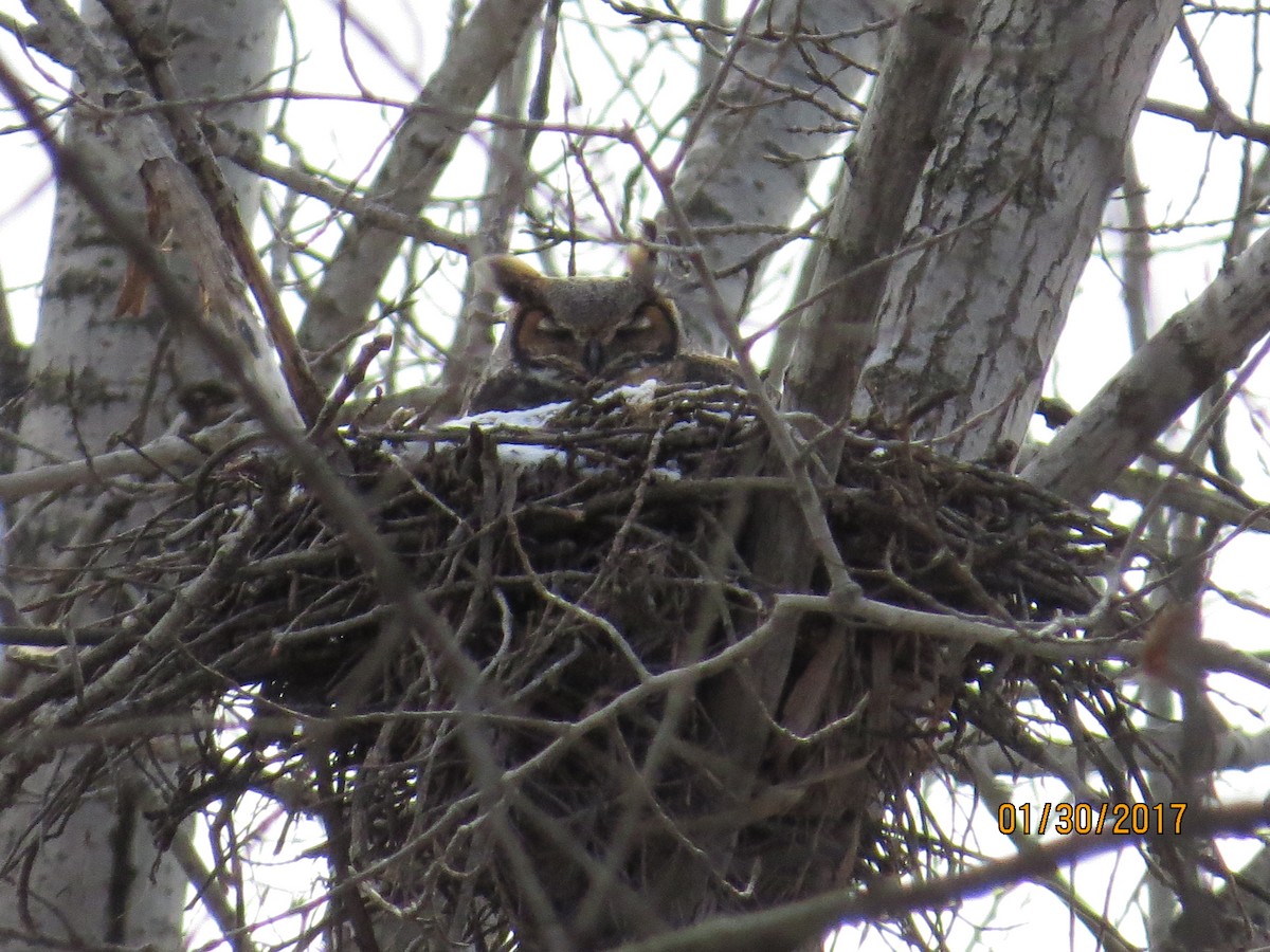 Great Horned Owl - ML46975981