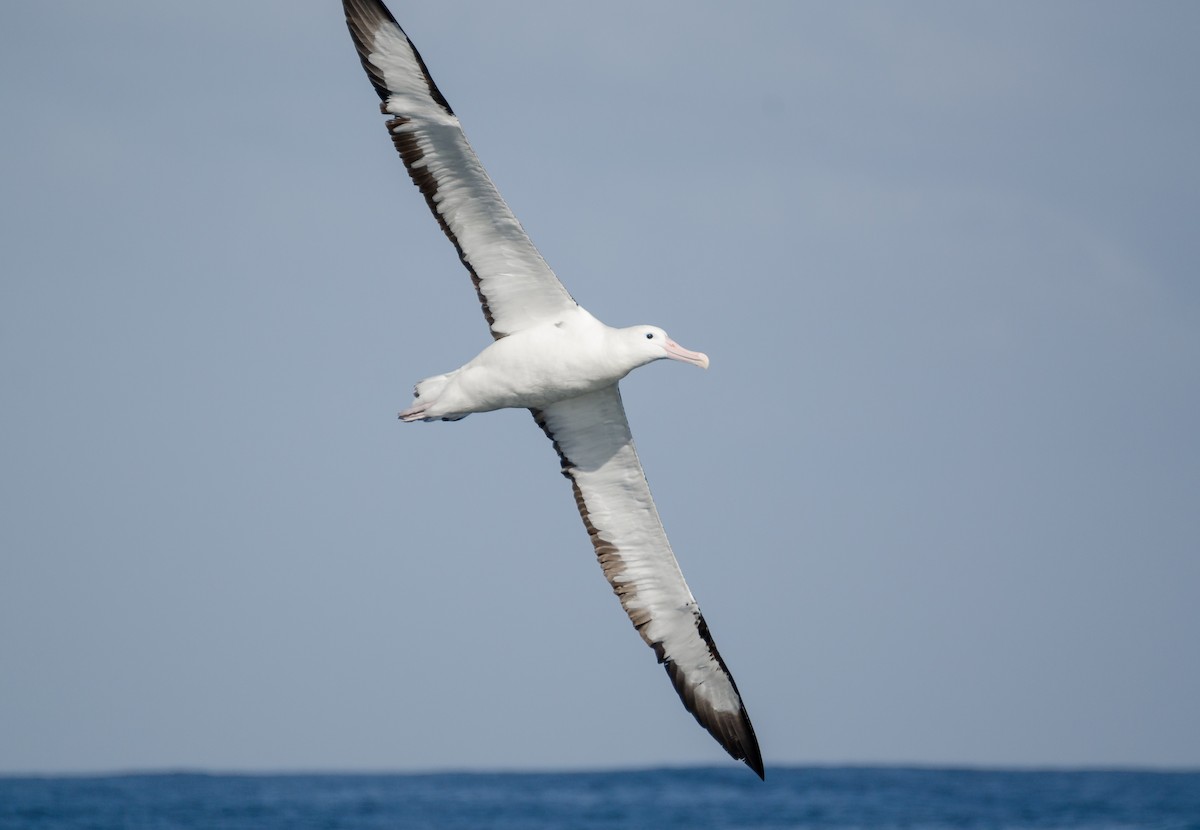 Güneyli Kral Albatros - ML469762501