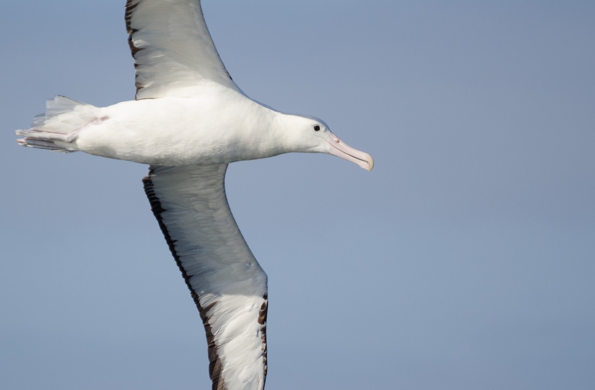 Southern Royal Albatross - ML469762511