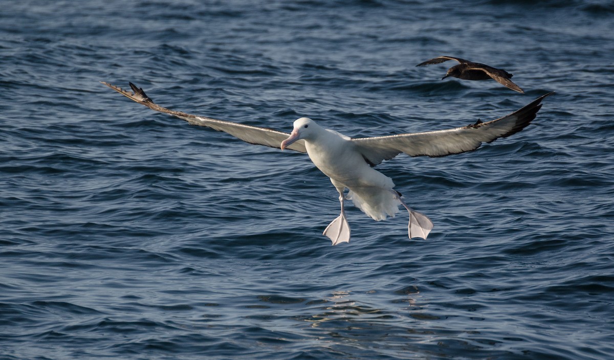 albatros královský - ML469762521