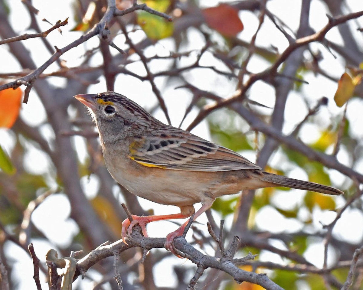 Grassland Sparrow - ML469762561