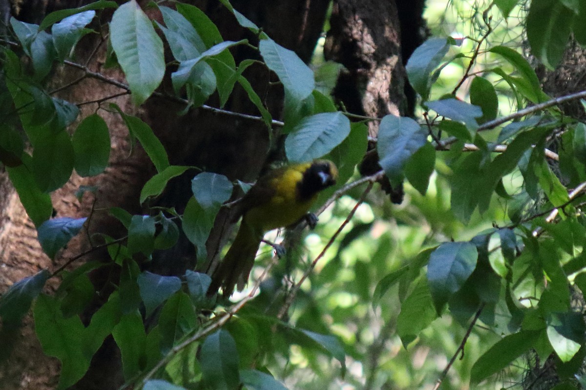 Bar-winged Oriole - ML469762631