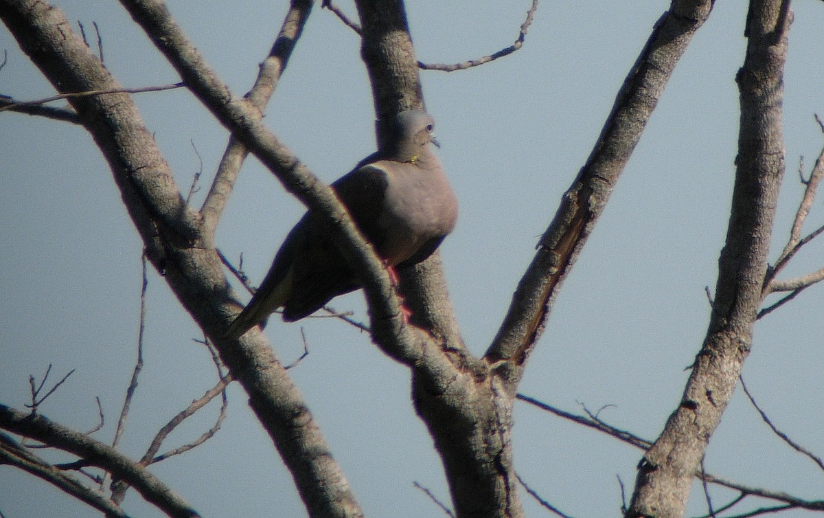 Eared Dove - ML46976271