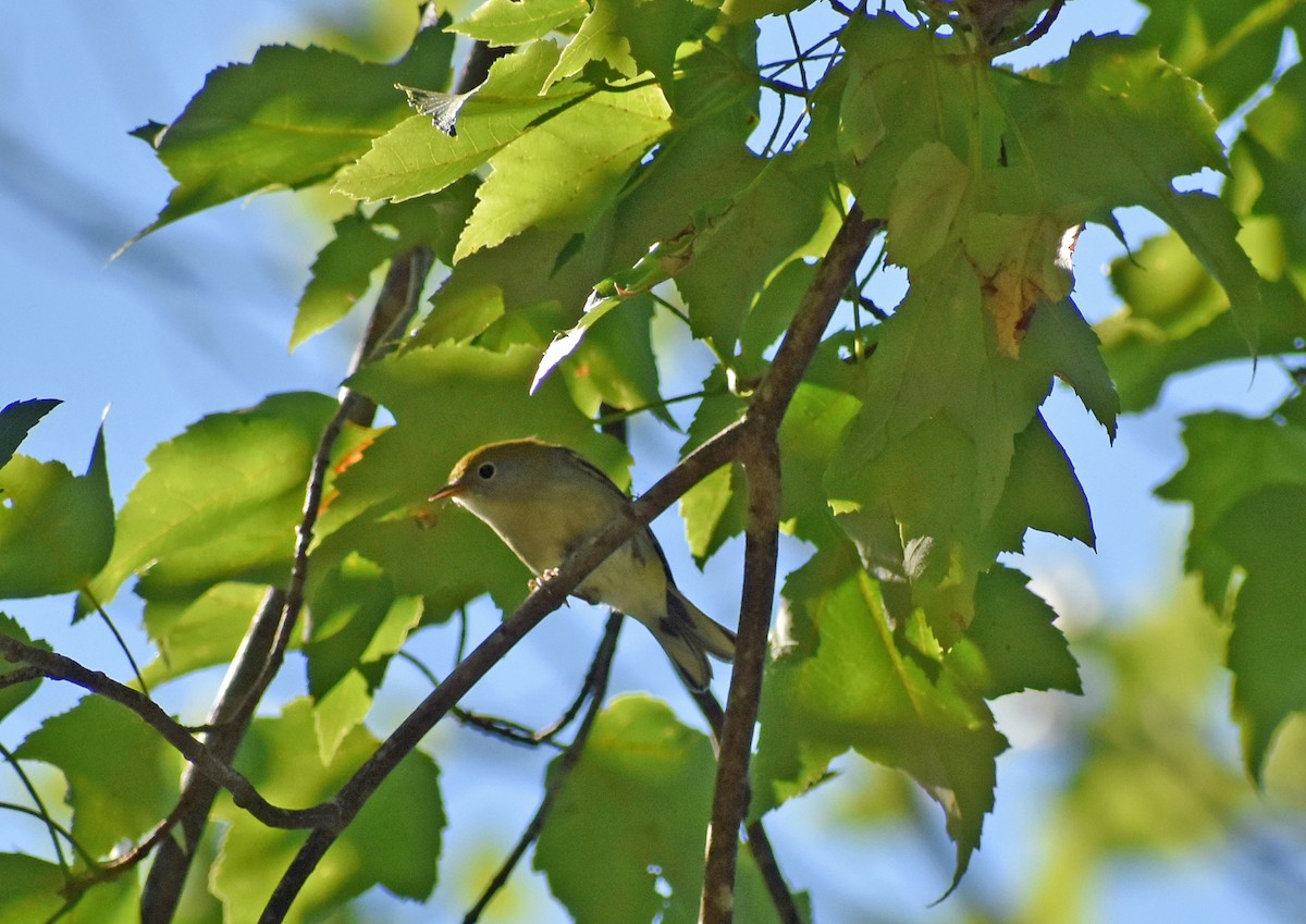 Chestnut-sided Warbler - ML469762741