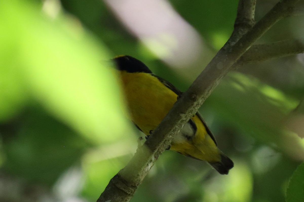 Yellow-throated Euphonia - Salvador Barraza