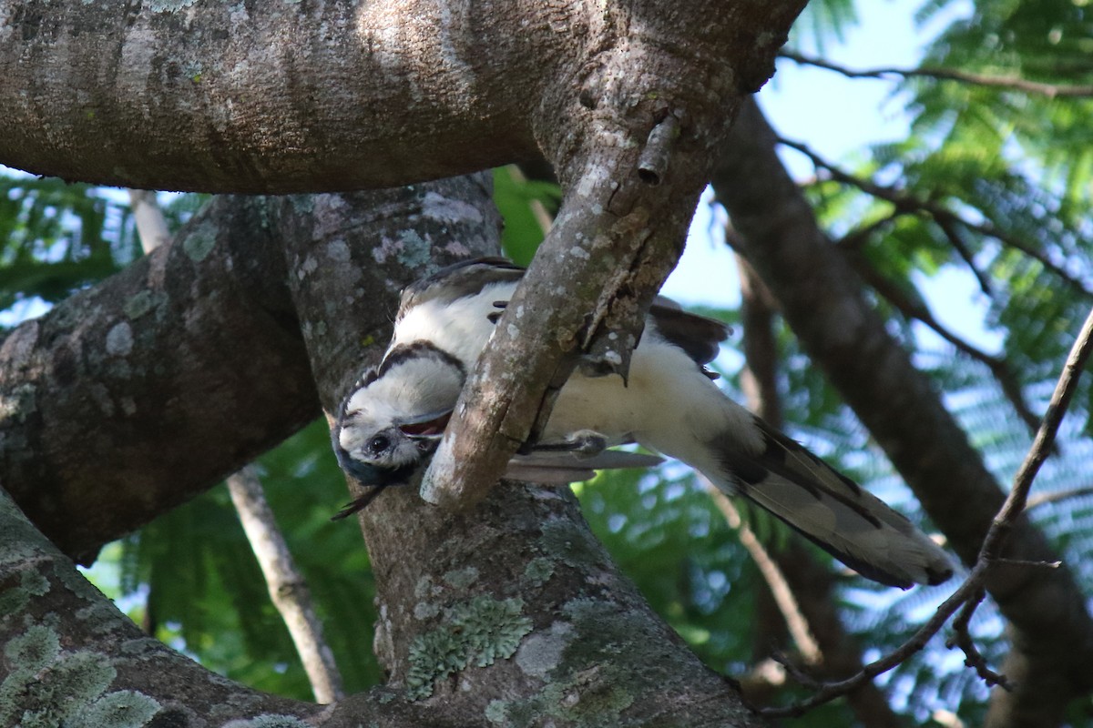 White-throated Magpie-Jay - ML469762891