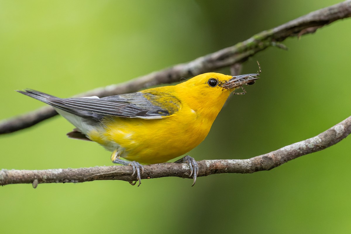 Prothonotary Warbler - ML469762961