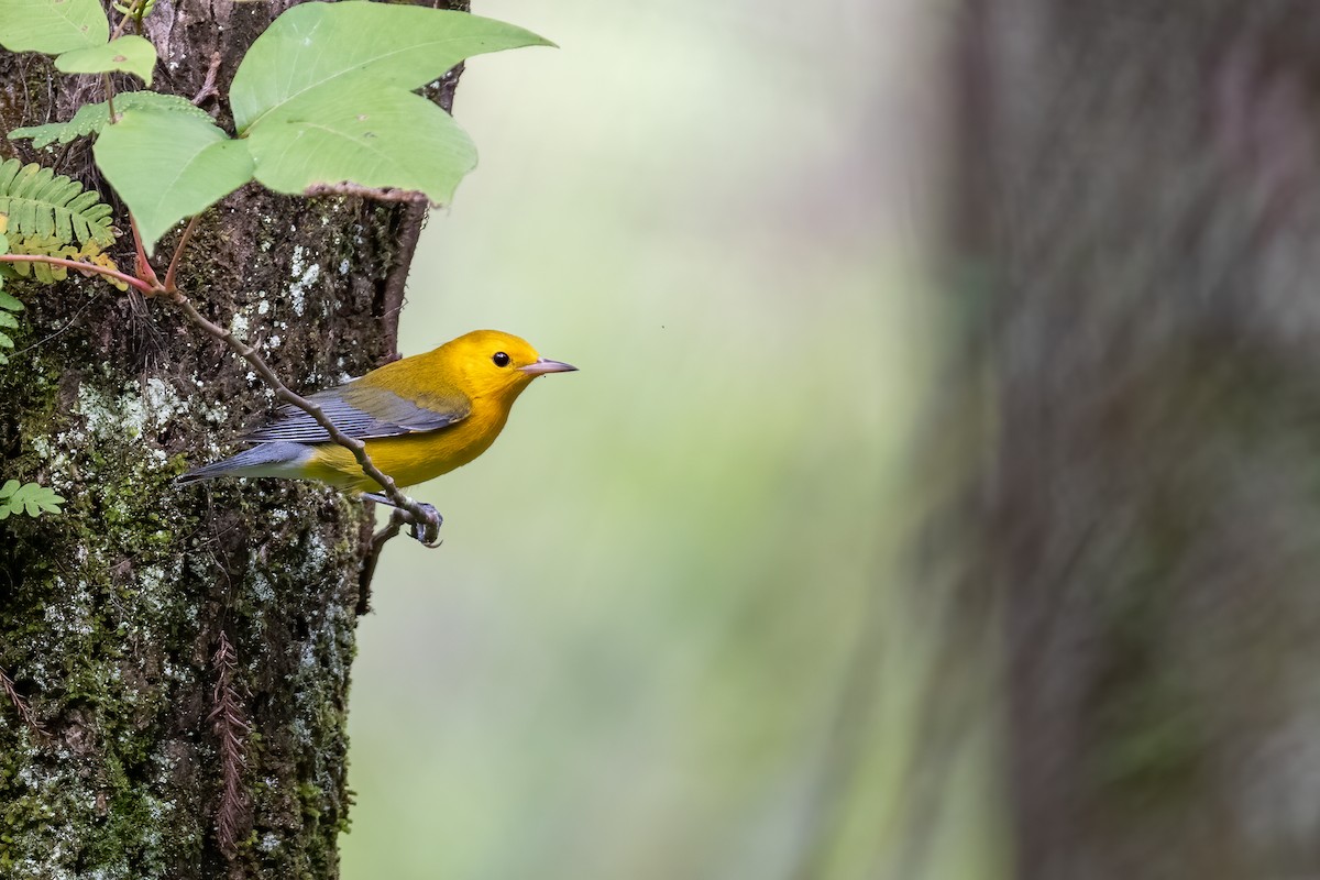 Prothonotary Warbler - ML469762971